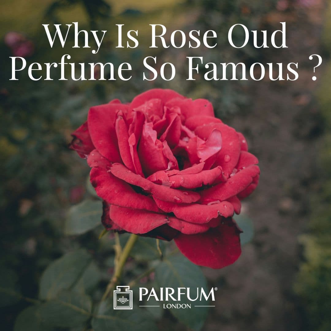 Why Is Rose Oud Perfume So Famous