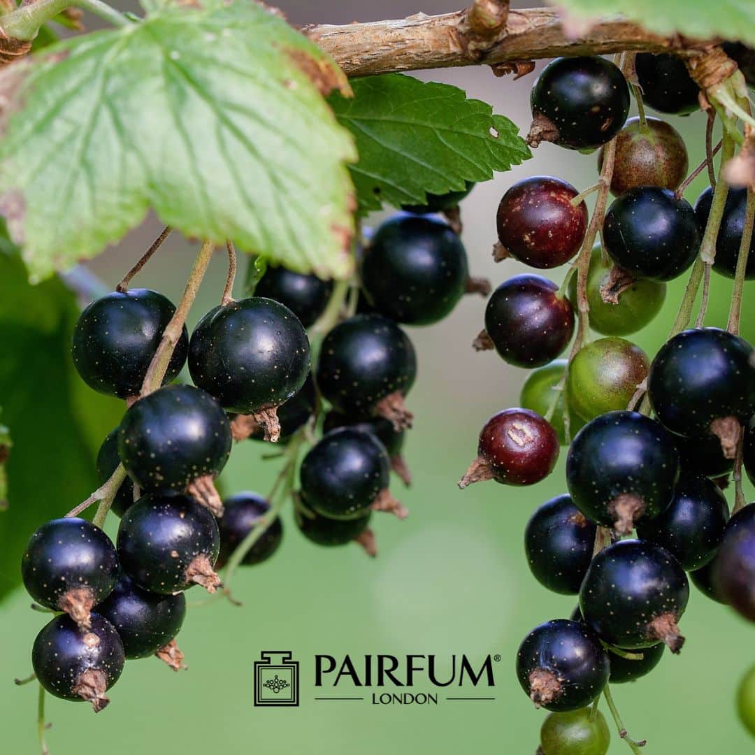 Cassis Fragrance Blackcurrants