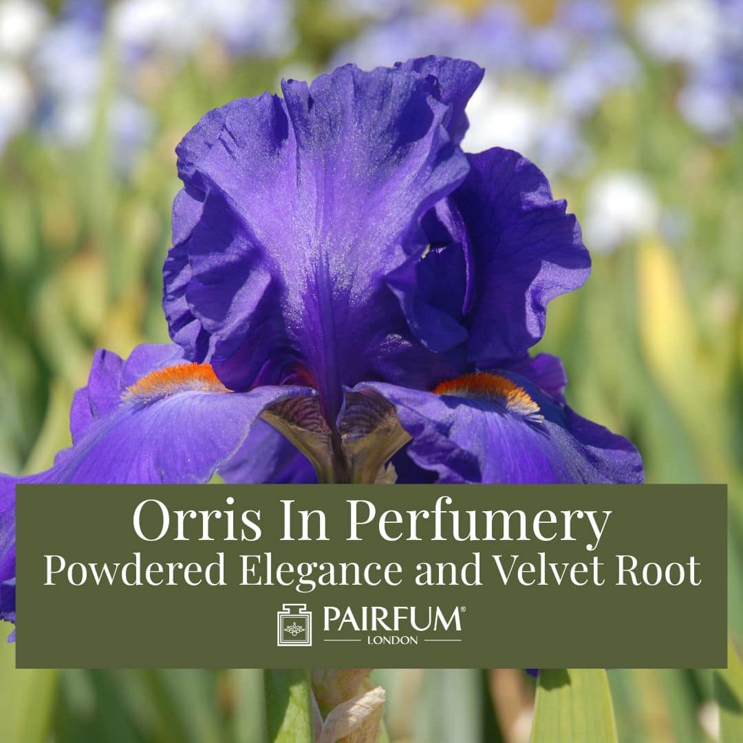 Orris In Perfumery