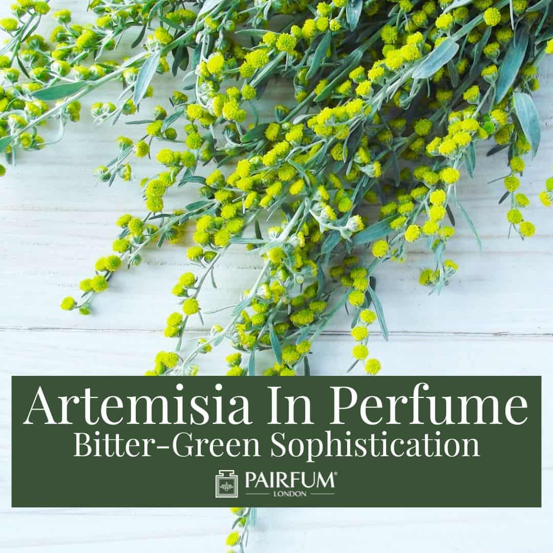 Artemisia In Perfume