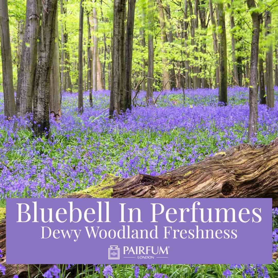 Bluebell In Perfumes