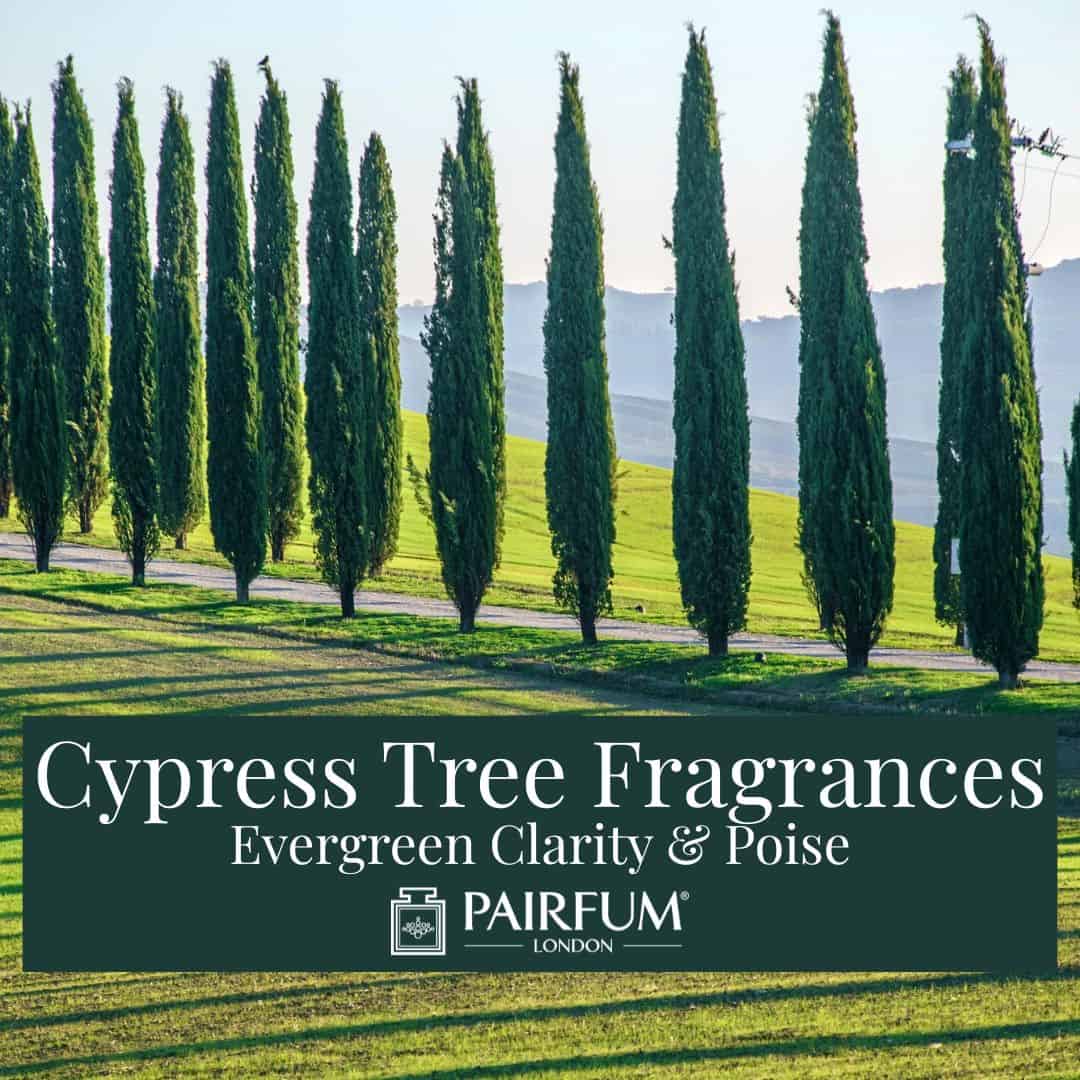 Cypress Tree Fragrances
