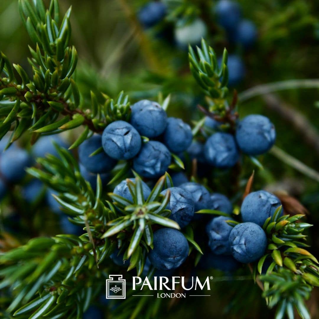 Juniper Berries