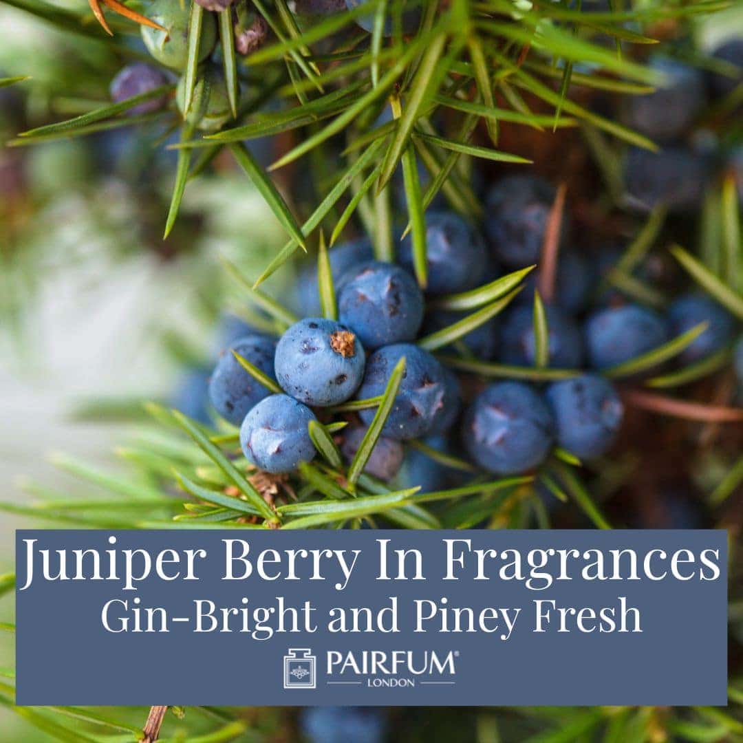 Juniper Berry In Fragrances: Gin-Bright & Piney Fresh