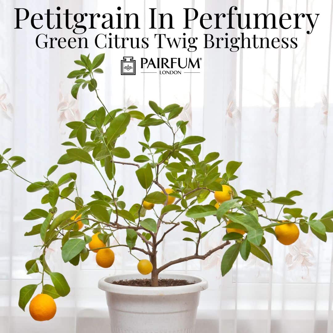 Petitgrain In Perfumery