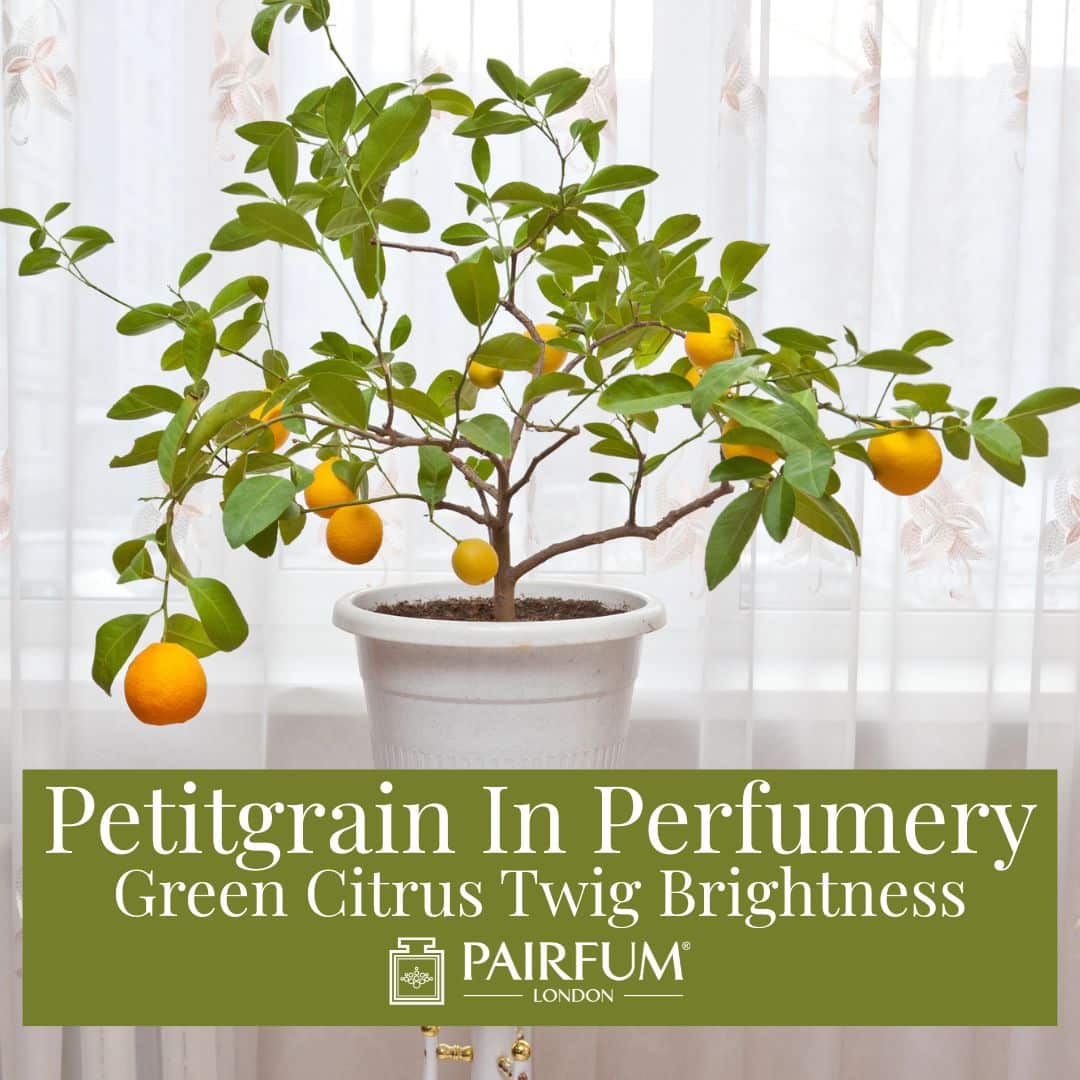 Petitgrain In Perfumery