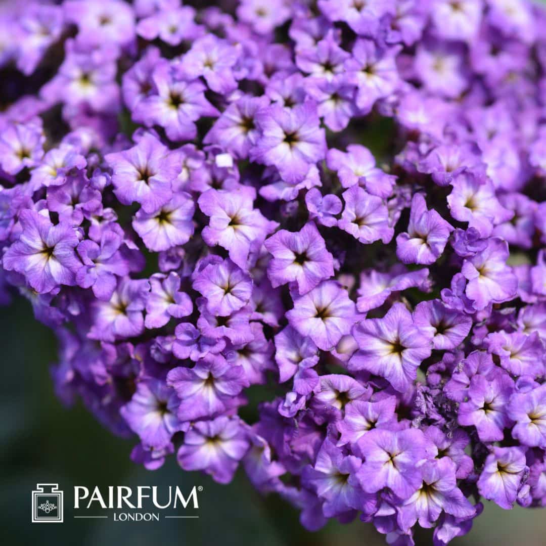 Heliotrope