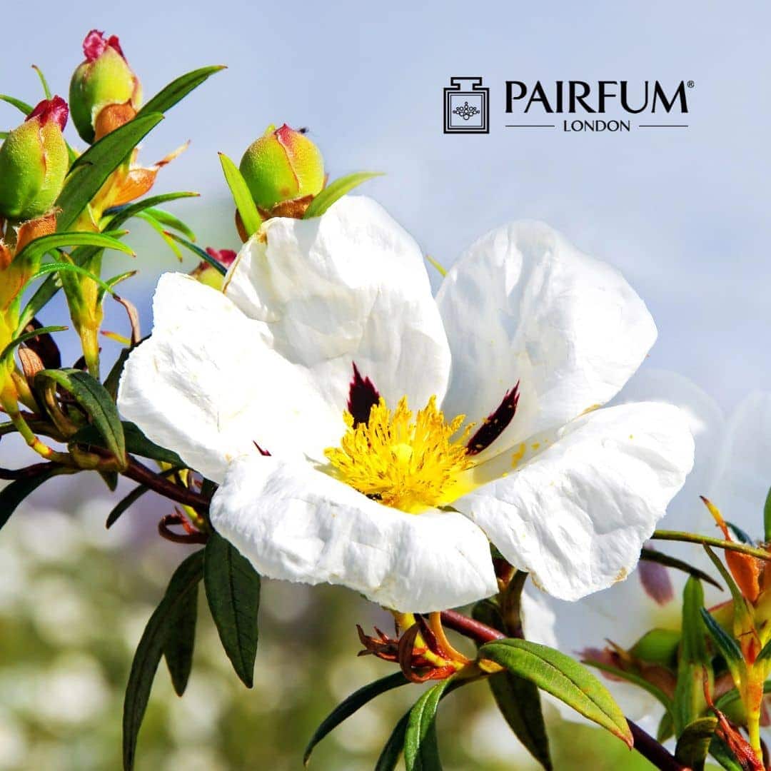 Cistus Labdanum Flower Cistus Labdanum Flower