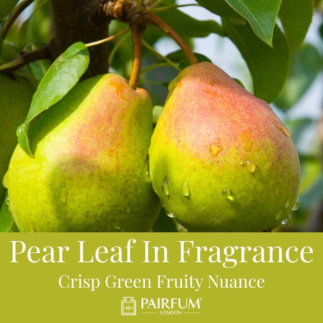 Pear Leaf In Fragrance
