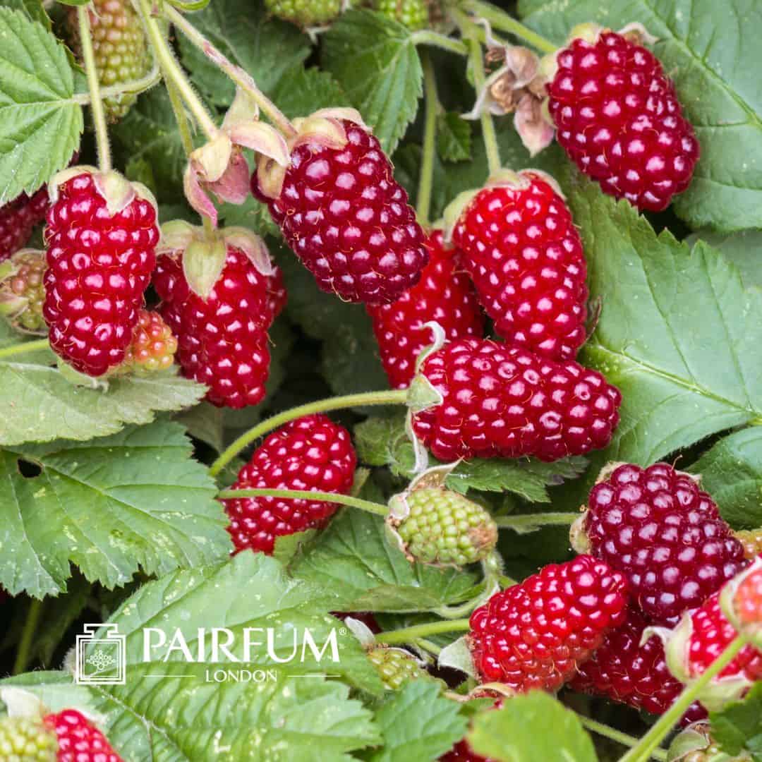 Ripe Loganberries