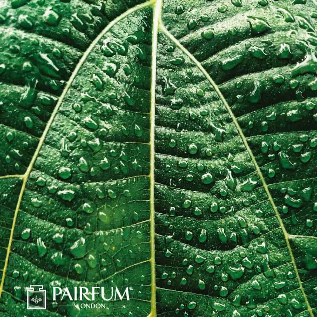 Bold Green Perfume Ingredient