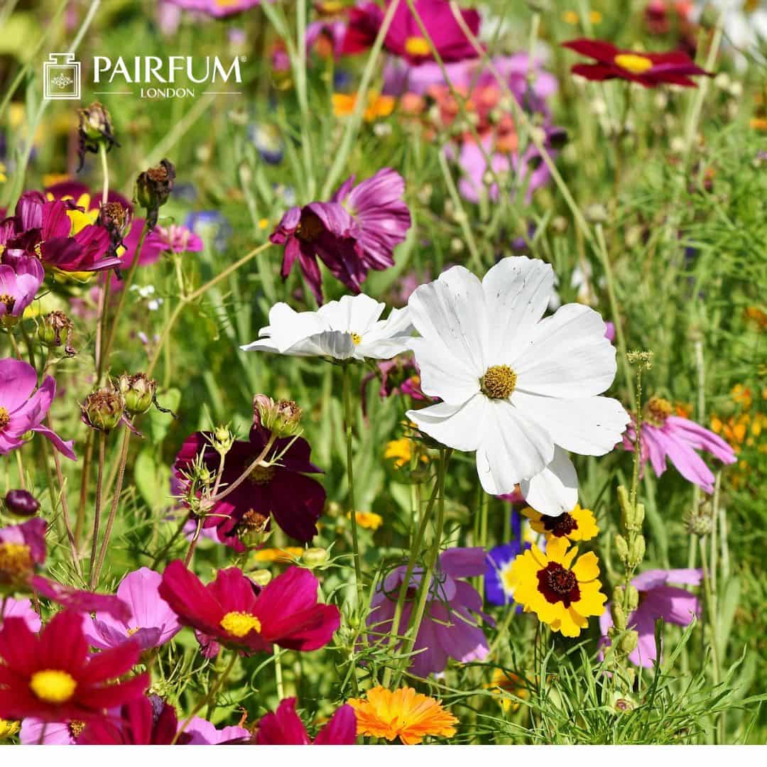 Floral Perfume Flowers Floral Perfume Flowers