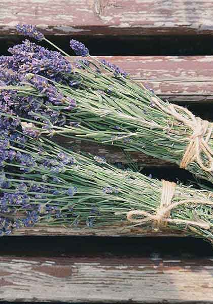 Beautiful Lavender Bundel Scent