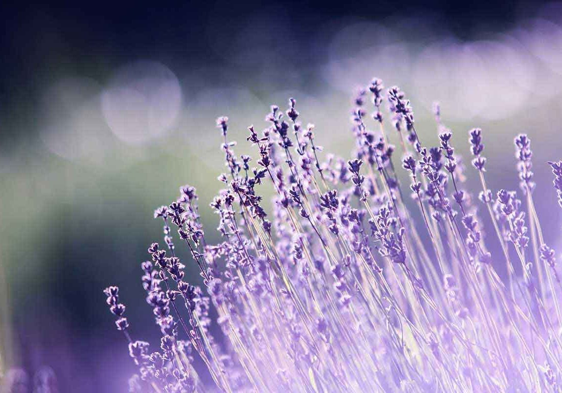 Lavender Perfume Light