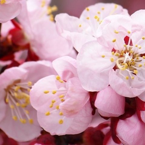 PAIRFUM flower apricot blossom natural room fragrance perfume