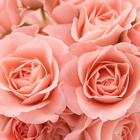 PAIRFUM flower pink roses in bloom natural room fragrance perfume