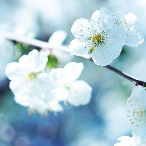 PAIRFUM flower white apricot blossom natural room fragrance perfume