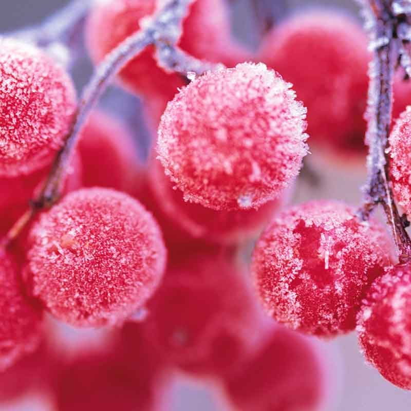 Winter Fragrance PAIRFUM reed diffuser refill rowan berries frozen