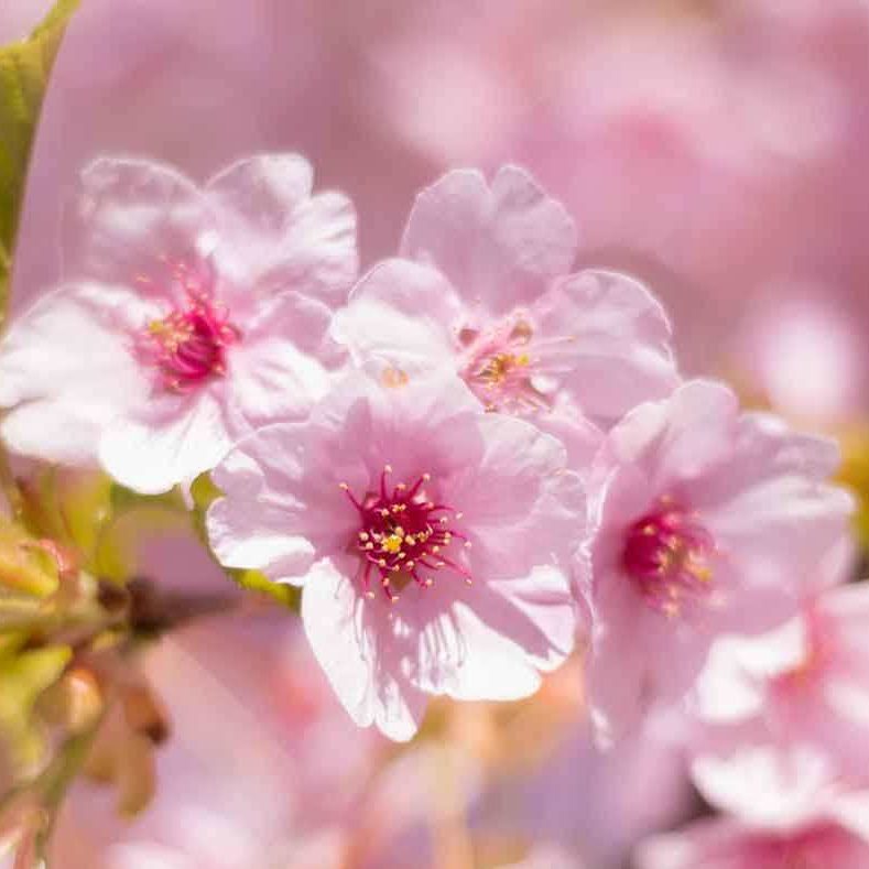 PAIRFUM room fragrance luxury scented candles spring awakening photo