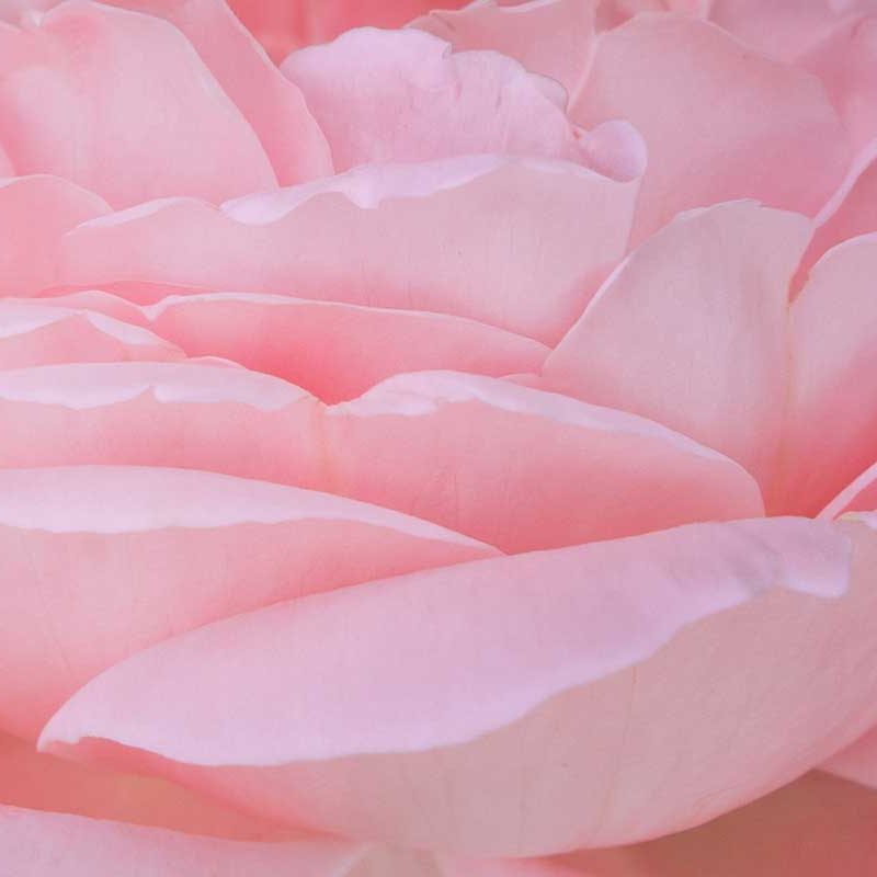 Pairfum Online Shop Organic Skin Care Rose Bloom Petal