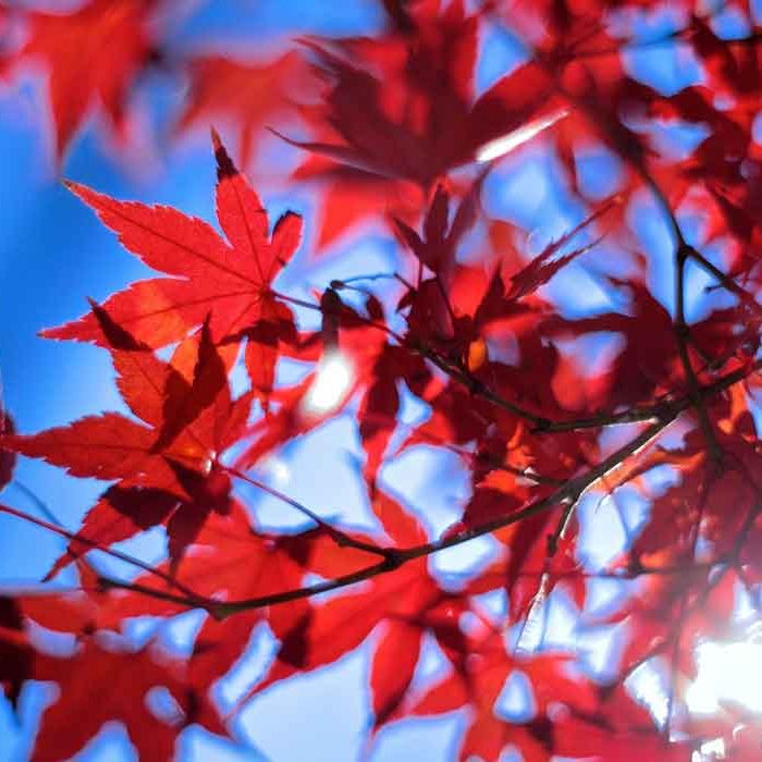 blog authors tree red autumn wood sunlight