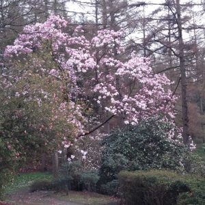 Blooming Magnolia in Windsor Great Park 1 scaled