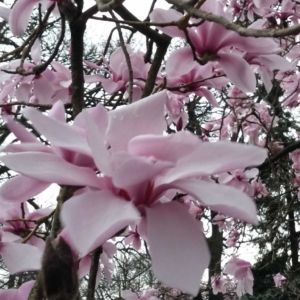 Blooming Magnolia in Windsor Great Park