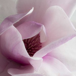 Blooming Magnolia in Windsor Great Park 16 Blooming Magnolia in Windsor Great Park 16