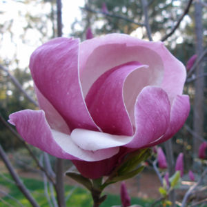 Blooming Magnolia in Windsor Great Park 17
