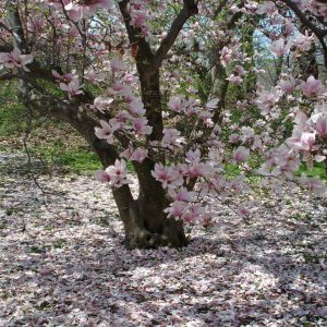 Blooming Magnolia in Windsor Great Park 19 Blooming Magnolia in Windsor Great Park 19