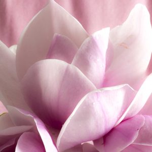 Blooming Magnolia in Windsor Great Park 20 Blooming Magnolia in Windsor Great Park 20