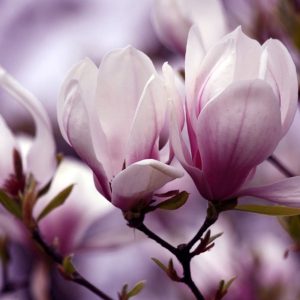 Blooming Magnolia in Windsor Great Park 21 Blooming Magnolia in Windsor Great Park 21