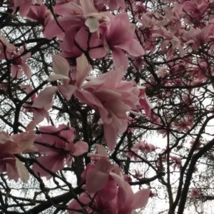 Blooming Magnolia in Windsor Great Park