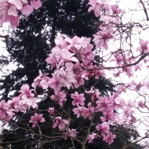 Blooming Magnolia in Windsor Great Park 4 scaled Blooming Magnolia in Windsor Great Park 4 scaled