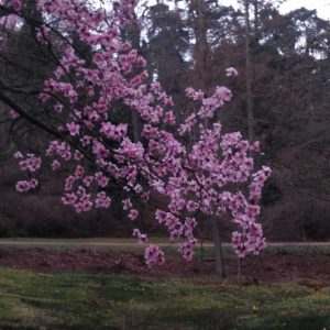 Blooming Magnolia in Windsor Great Park 5 scaled Blooming Magnolia in Windsor Great Park 5 scaled