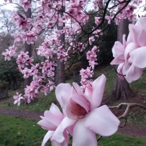 Blooming Magnolia in Windsor Great Park 6 scaled Blooming Magnolia in Windsor Great Park 6 scaled