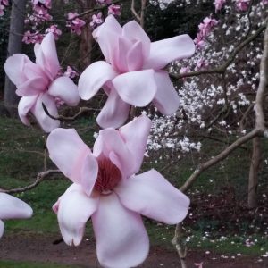 Blooming Magnolia in Windsor Great Park 7 scaled Blooming Magnolia in Windsor Great Park 7 scaled