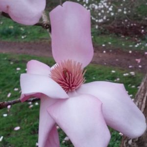 Blooming Magnolia in Windsor Great Park 8 scaled