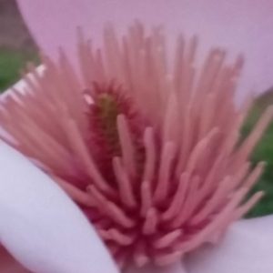 Blooming Magnolia in Windsor Great Park 9 scaled Blooming Magnolia in Windsor Great Park 9 scaled