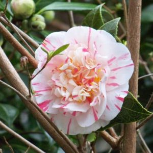 Camellia in Great Windsor Park 1 scaled Camellia in Great Windsor Park 1 scaled