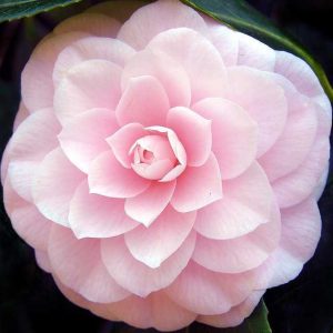 Camellia in Great Windsor Park 10 Camellia in Great Windsor Park 10