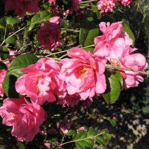 Camellia in Great Windsor Park 2