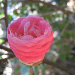 Camellia in Great Windsor Park 3 Camellia in Great Windsor Park 3