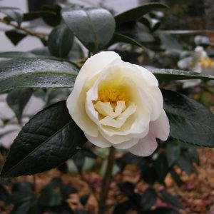 Camellia in Great Windsor Park 4 scaled