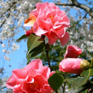 Camellia in Great Windsor Park 5 scaled Camellia in Great Windsor Park 5 scaled