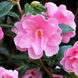 Camellia in Great Windsor Park 6 scaled Camellia in Great Windsor Park 6 scaled