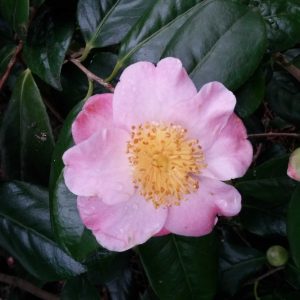 Camellia in Great Windsor Park 7 scaled Camellia in Great Windsor Park 7 scaled