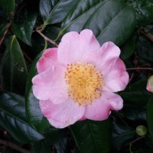 Camellia in Great Windsor Park 7 scaled Camellia in Great Windsor Park 7 scaled