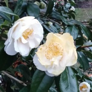 Camellia in Great Windsor Park 8 scaled Camellia in Great Windsor Park 8 scaled