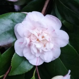 Camellia in Great Windsor Park 9 scaled Camellia in Great Windsor Park 9 scaled